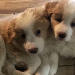Border Collie Puppies from Cahill’s Canines