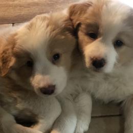 Border Collie Puppies from Cahill’s Canines
