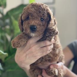 Girl 1 - Red female Assorted Doodle Crosses puppy in Marysville, California from Dailey Doodles and Dachshunds