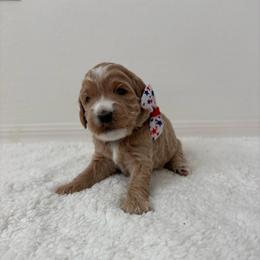 Purple collar - Apricot female Goldendoodle puppy in Surprise, Arizona from AZ Ohana Doodles