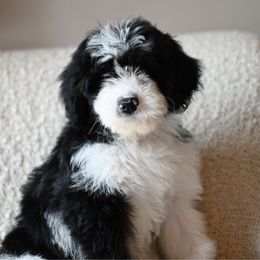 Carter - Black and white female Bernedoodle puppy in Ogden, Utah from Stanger Farms