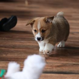 Pembroke Welsh Corgi Puppies from Goldstar Puppies