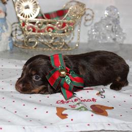 Pecan pie - Chocolate and tan female Dachshund puppy in Pope, Mississippi from Anna’s Mini Doxies