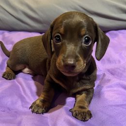Dachshund and Poodle Puppies from Arkansas Standard Poodles & Dachshunds