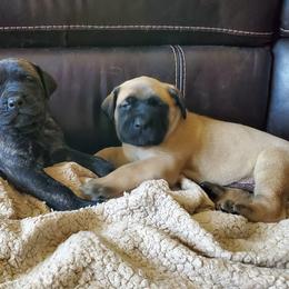 Mastiffs from Eagle Mastiffs