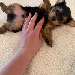 Boy 1 - Black and tan male Yorkshire Terrier puppy in Phoenix, Arizona from Yorkshire Estate Yorkies