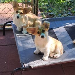 Boy 2 - Pembroke Welsh Corgi puppy in Spotsylvania, Virginia from Cobyco