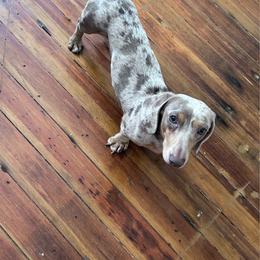 Prince Apollo - Dapple male Dachshund puppy in Boston, Massachusetts from London’s puppies