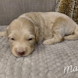 Mack - Cream male Goldendoodle puppy in Eau Claire, Wisconsin from Fisher River Doodle's