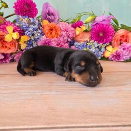 Tessa - Black and tan female Dachshund puppy in Florence, Arizona from Doxie Town Az