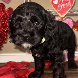 Finn - Black male Cockapoo puppy in Richton, Mississippi from Magnolia Hill Doodles