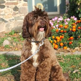 Beau - Australian Labradoodle