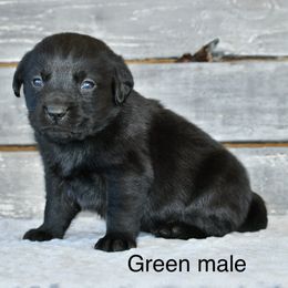 Green male - Black male Labrador Retriever puppy in Mississippi from Sure Shot English Labs