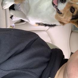 Hael - Pembroke Welsh Corgi