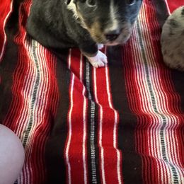 Australian Shepherd Puppies from Hayward aussies