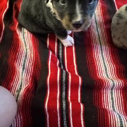 Australian Shepherd Puppies from Hayward aussies