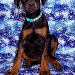Mint - Black and rust female Doberman Pinscher puppy in Louisville, Kentucky from Ruiz Dobermans