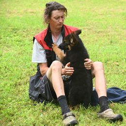 German Shepherd Puppies from Riverline Shepherds