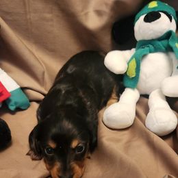 Dapple girl 2 - Dapple female Dachshund puppy in West Plains, Missouri from Spring Creek Dachshunds