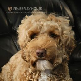Penny - Australian Labradoodle