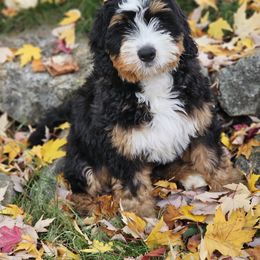 Bernedoodle and Double Doodle Puppies from Cloud Nine Doodles