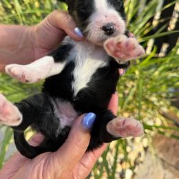Mary Ann - Black and white female Bernedoodle puppy in Russellville, Arkansas from Crossgate Doodles