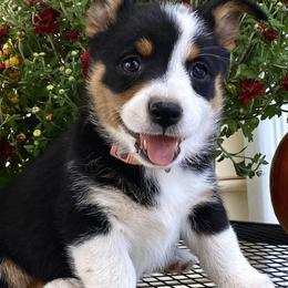 Pembroke Welsh Corgis from Corgi Love (CLJ Corgis)