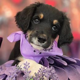 Elvis - Black male Double Doodle puppy in Prescott Valley, Arizona from Ramirez Family Doodles