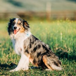 Texi - Australian Shepherd