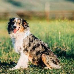 Texi - Australian Shepherd