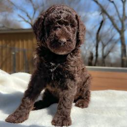 Shaggy - Chocolate male Goldendoodle puppy in Osage City, Kansas from Golden Ridge Goldens