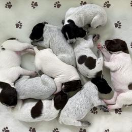 German Shorthaired Pointer Puppies from Thunder Mountain Gun Dogs
