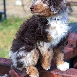 Aussiedoodle Puppies from Gore Doodle Ranch