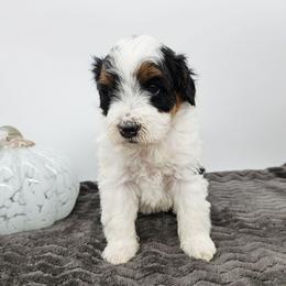 Muffin - Tri-color female Bernedoodle puppy in Granton, Wisconsin from Rose River Farms