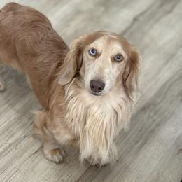 Herman - Dachshund
