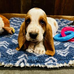 BB6 - Red and white male Basset Hound puppy in Britton, South Dakota from K&S Canines