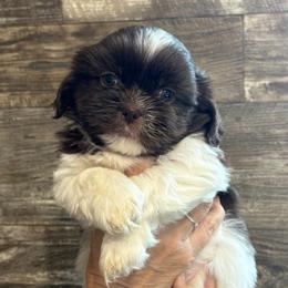 Reed - Sable and white male Shih Tzu puppy in Osseo, Michigan from Paws in the Country