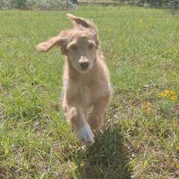 Vivienne - Apricot female Aussiedoodle puppy in Grand Saline, Texas from Aussies Acre