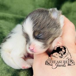 Pomeranian Puppies from Treasured Jewels Pomeranians