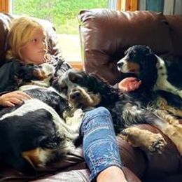 English Springer Spaniel Puppies from Ledge N' Tree English Springer Spaniels