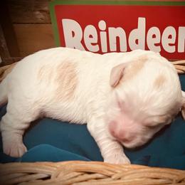 Comet - Blenheim male Cavapoo puppy in Bradenton, Florida from Christianna’s Mini Goldendoodles