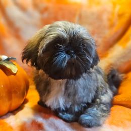 Sunny Silver - Black white and silver male Shih Tzu puppy in Woodsfield, Ohio from ROSE LANE SHIH TZUS