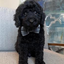 K- Black Boy - Black male Goldendoodle puppy in Lewisville, Texas from Texas Goldendoodle Lovers
