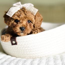 Cavalier King Charles Spaniels and Cavapoos from Adore Puppies