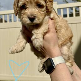 Bernedoodle, Cavalier King Charles Spaniel, and Poodle Puppies from Ellas.Pups (Bernedoodles & Cavapoos)