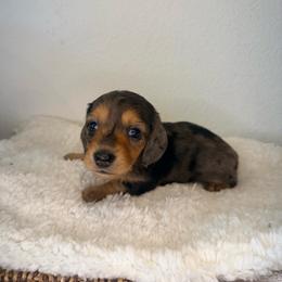 Dapple Girl - 3,500 - Dapple female Dachshund puppy in Fredericksburg, Texas from Goodman Dachshunds