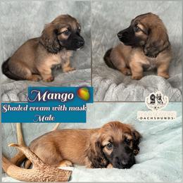Mango - Sable male Dachshund puppy in Meadville, Pennsylvania from Four Seasons Dachshunds
