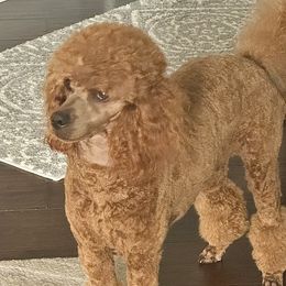 Sage - Poodle
