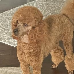 Sage - Poodle