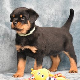 Dexter - Black and mahogany male Rottweiler puppy in Catawissa, Pennsylvania from Sharp Ridge Rottweilers